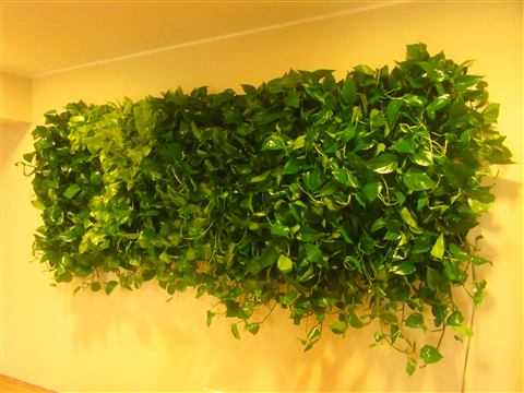 Grădină verticală cu plante naturale – 7 Film, foto 5 din 5